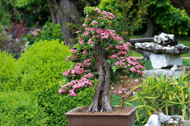 růžové květy bonsaie.jpg
