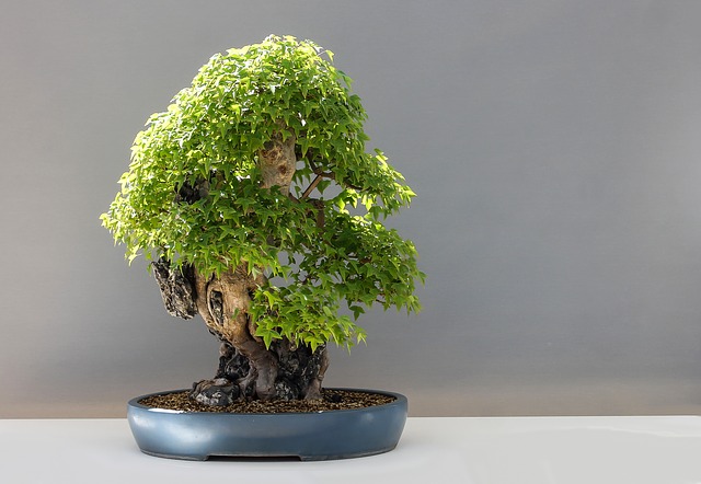 malá bonsai.jpg